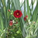 Potentilla 'Emilie'