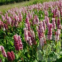 Persicaria affinis 'Kabouter'