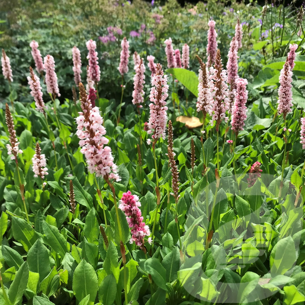 Persicaria affinis 'Kabouter'