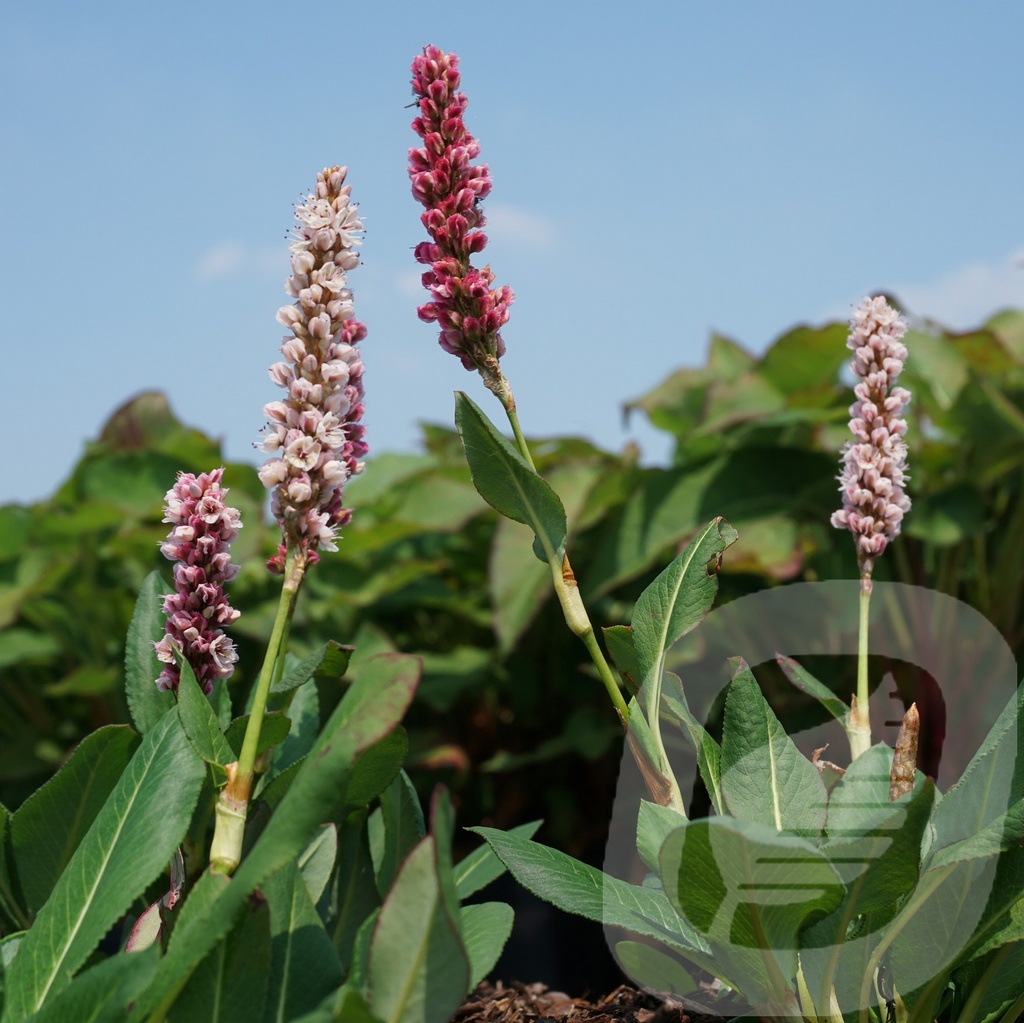 Persicaria affinis 'Kabouter'