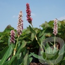 Persicaria affinis 'Kabouter'