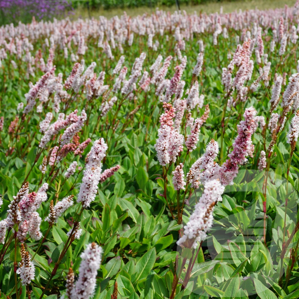 Persicaria affinis 'Darjeeling Red'