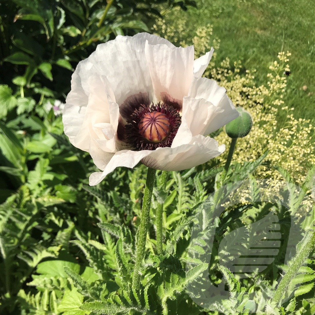 Papaver orientale 'Royal Wedding'