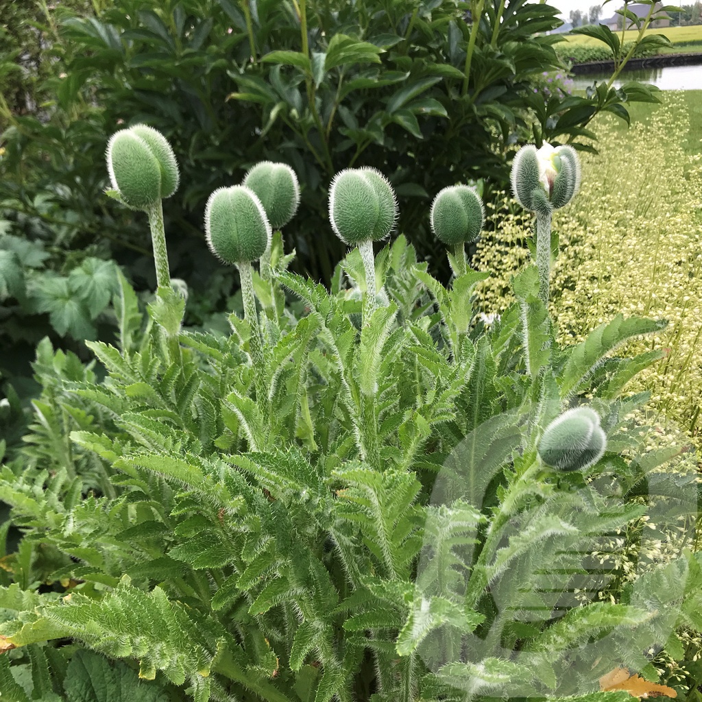 Papaver orientale 'Royal Wedding'