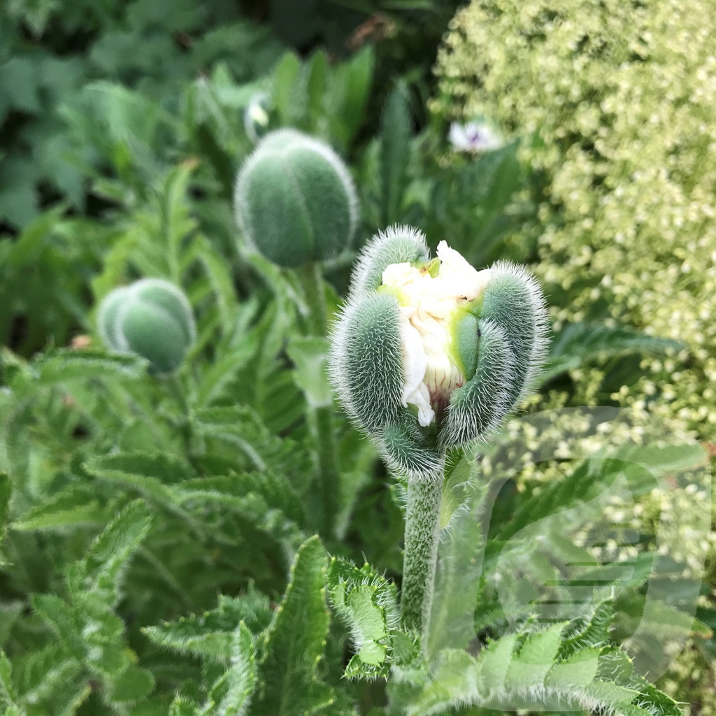 Papaver orientale 'Royal Wedding'