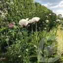 Papaver orientale 'Royal Wedding'