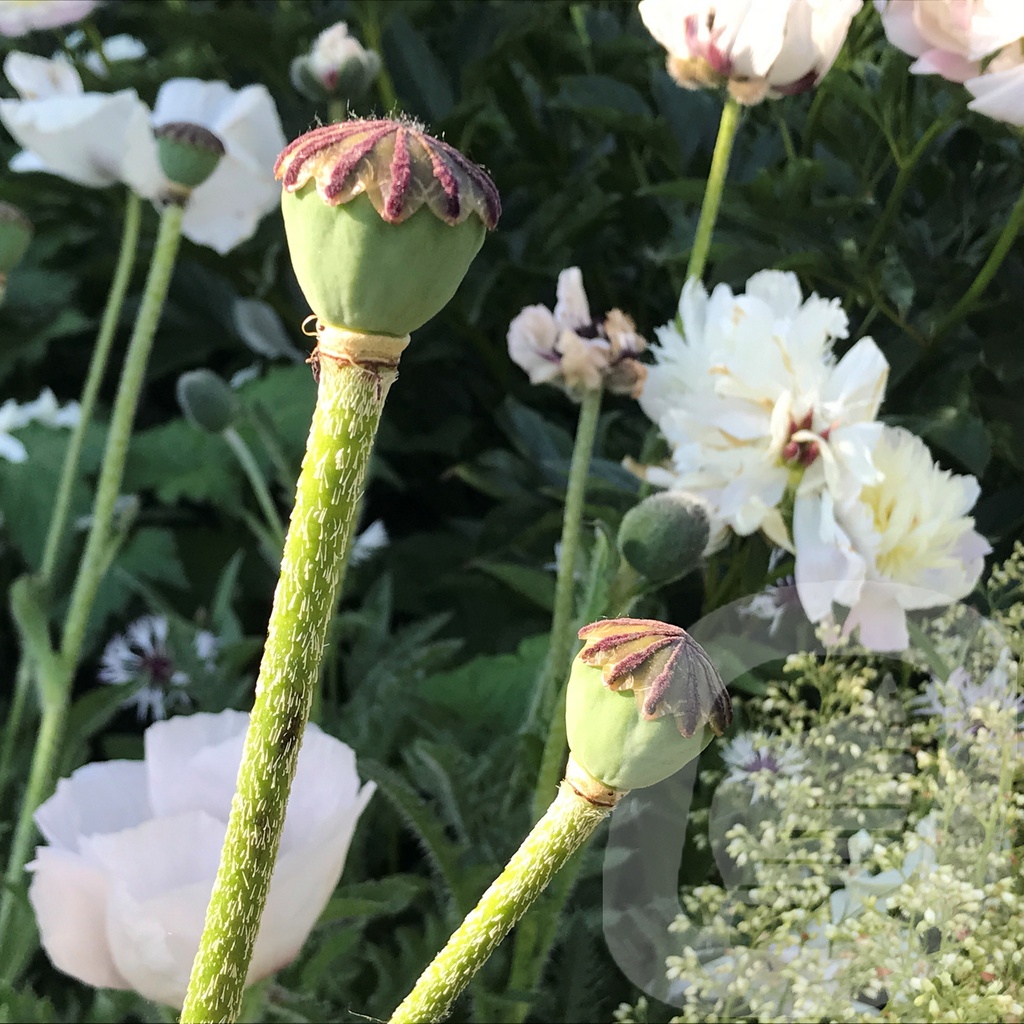 Papaver orientale 'Royal Wedding'