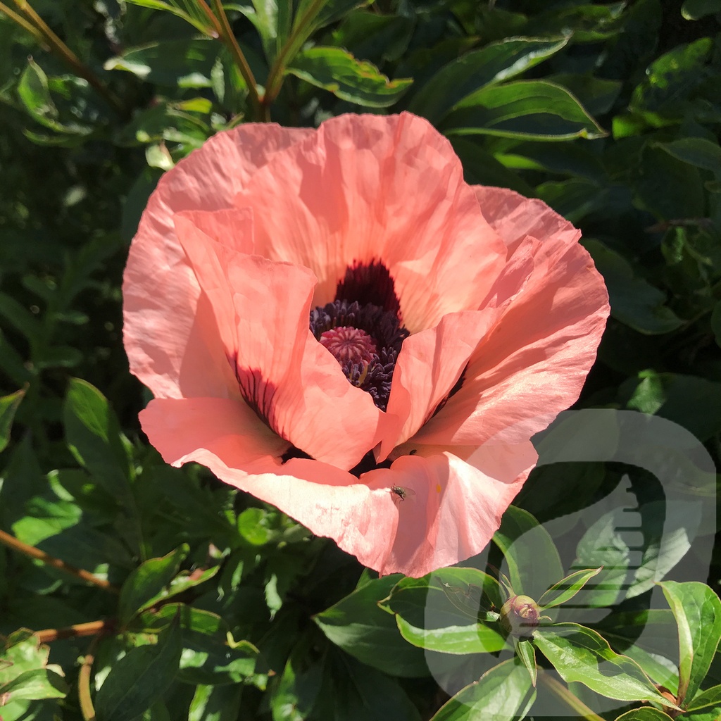 Papaver orientale 'Princess Victoria Louise'