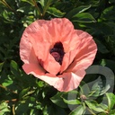 Papaver orientale 'Princess Victoria Louise'