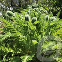 Papaver orientale 'Princess Victoria Louise'