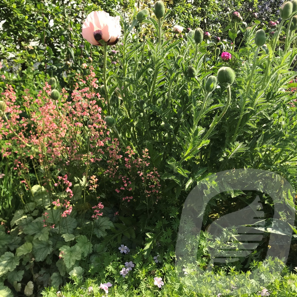 Papaver orientale 'Princess Victoria Louise'