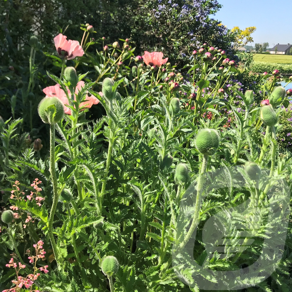 Papaver orientale 'Princess Victoria Louise'