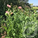 Papaver orientale 'Princess Victoria Louise'