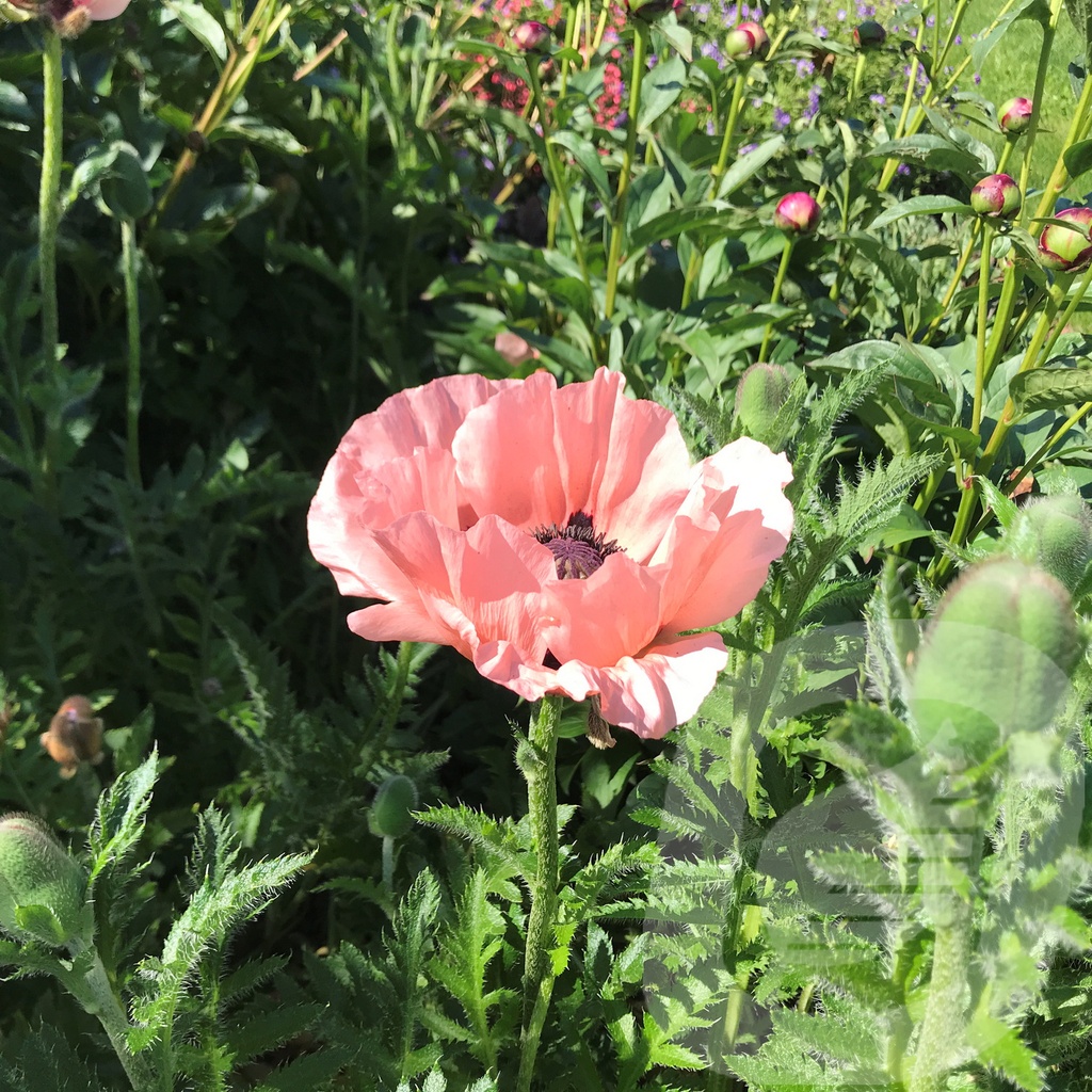 Papaver orientale 'Princess Victoria Louise'