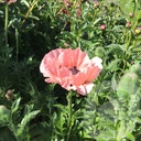 Papaver orientale 'Princess Victoria Louise'