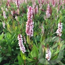 Persicaria affinis 'Superba'