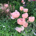 Papaver orientale 'Princess Victoria Louise'