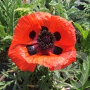 Papaver orientale 'Brillant'