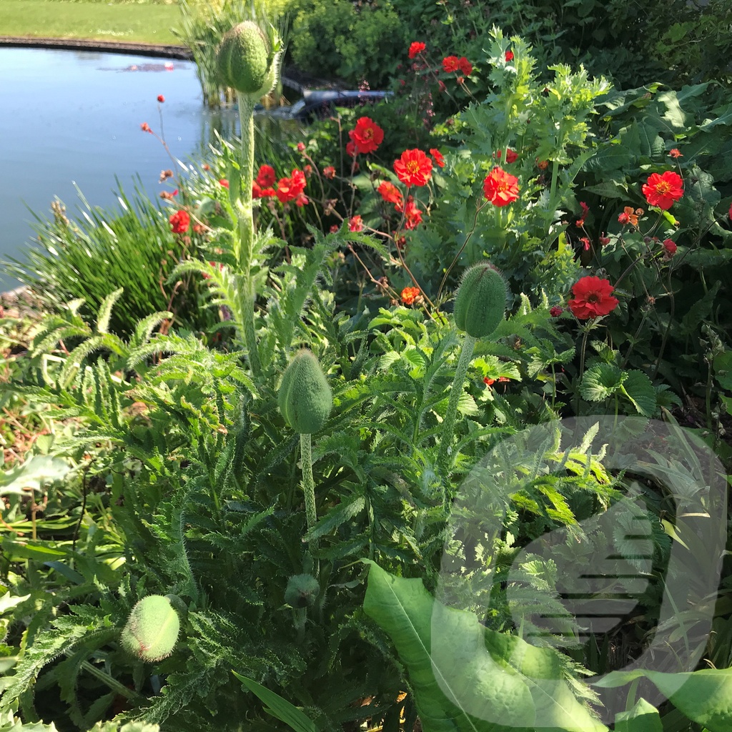 Papaver orientale 'Brillant'