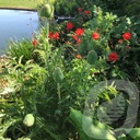 Papaver orientale 'Brillant'