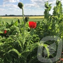 Papaver orientale 'Brillant'