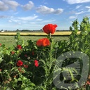 Papaver orientale 'Brillant'