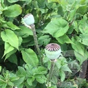 Papaver orientale 'Brillant'