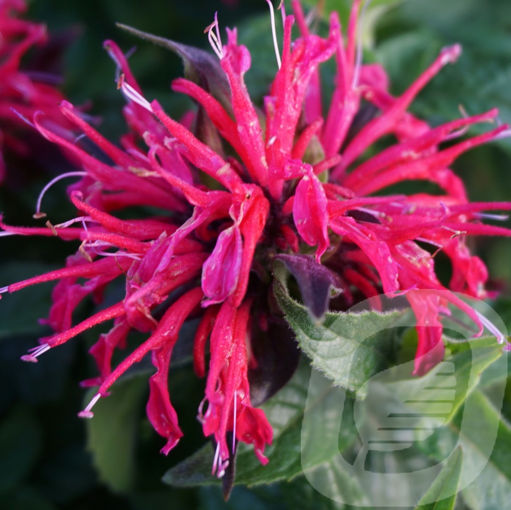 Monarda didyma 'Balmy Rose'