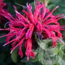 Monarda didyma 'Balmy Rose'