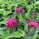 Monarda didyma 'Balmy Rose'