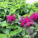 Monarda didyma 'Balmy Purple'