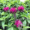 Monarda didyma 'Balmy Purple'