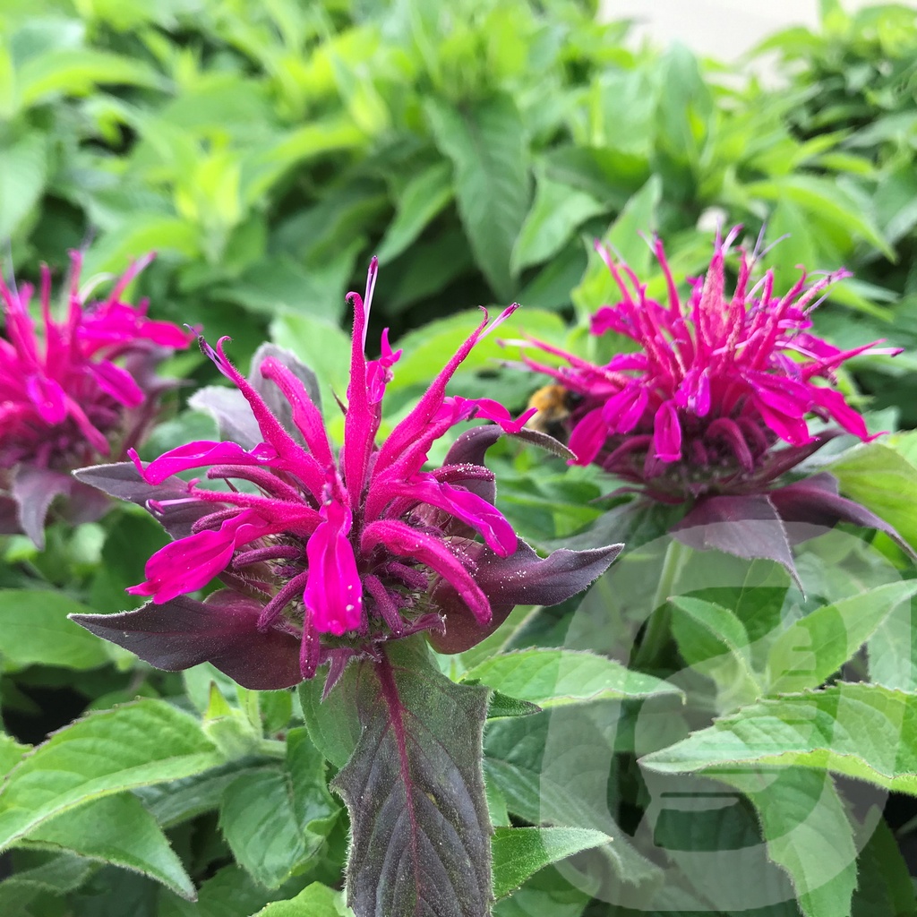 Monarda didyma 'Balmy Purple'