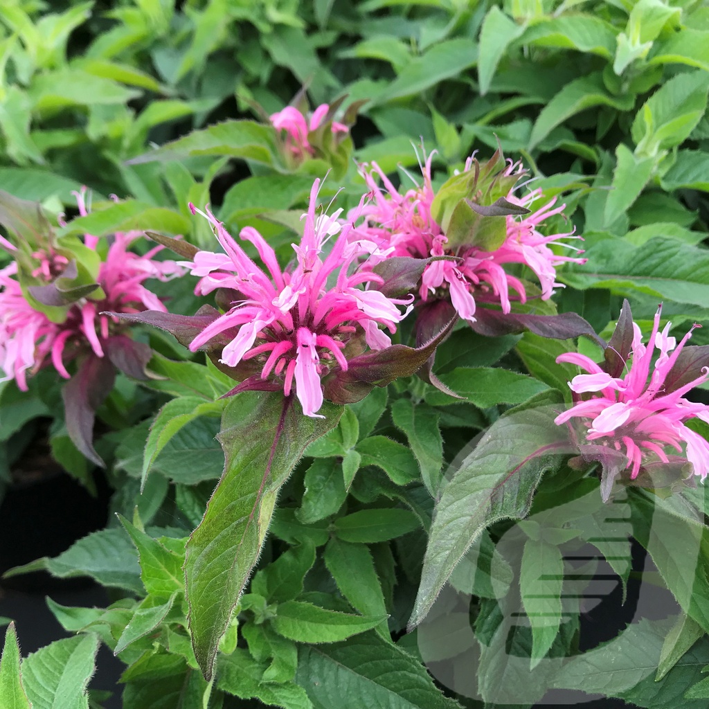 Monarda didyma 'Balmy Pink'