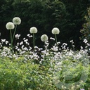 Lychnis 'Petit Henri'®