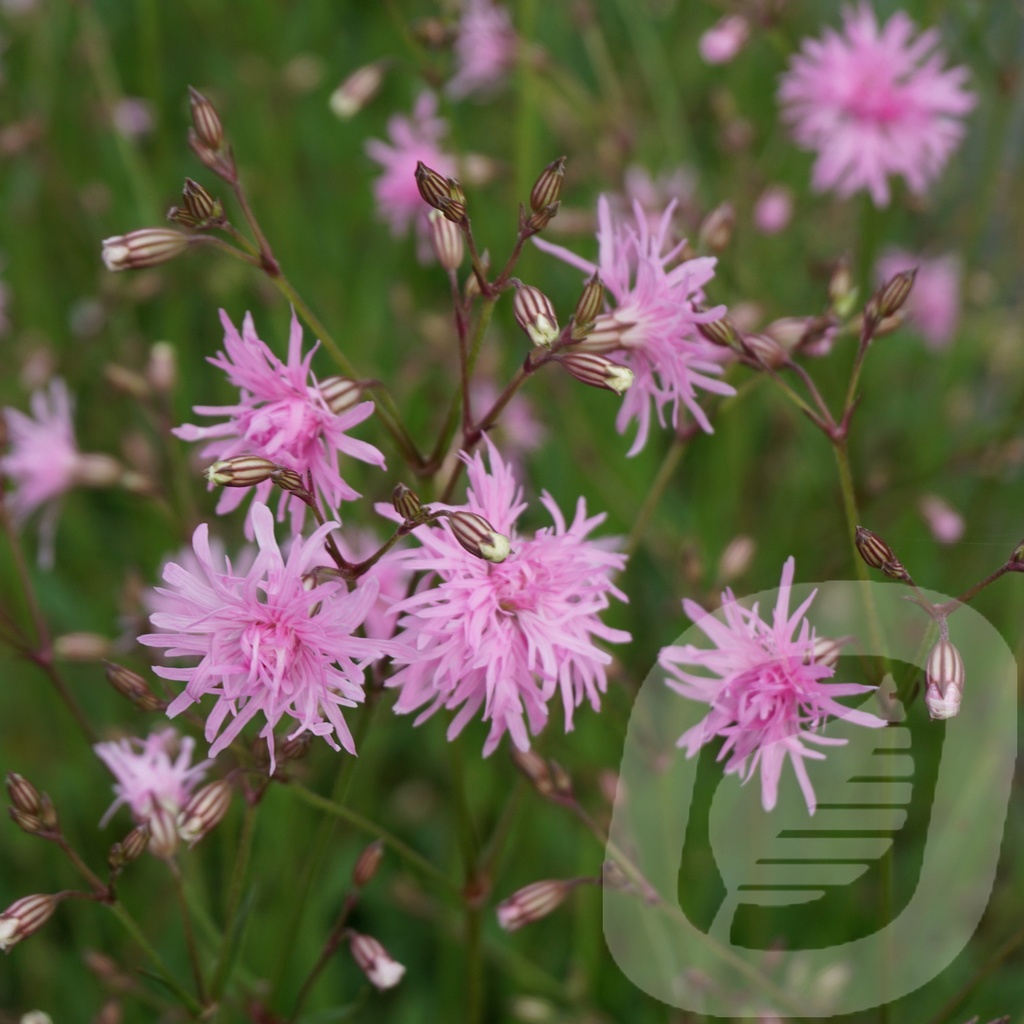 Lychnis 'Jenny'®