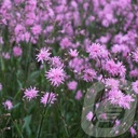 Lychnis 'Jenny'®