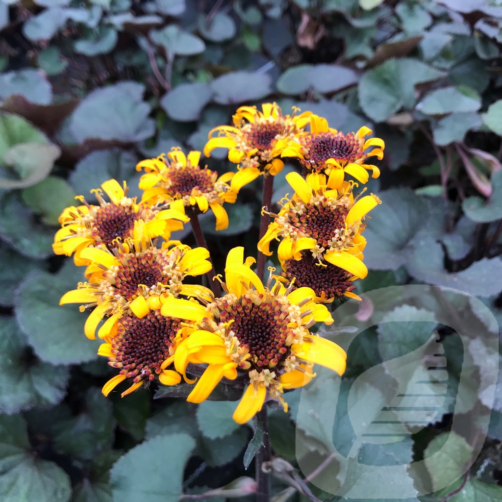 Ligularia dentata 'Pandora'®