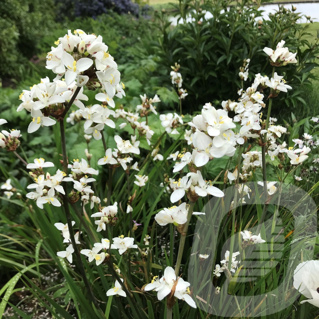 Libertia grandiflora