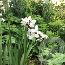 Libertia grandiflora