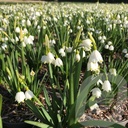 Leucojum aestivum 'Gravetye Giant'