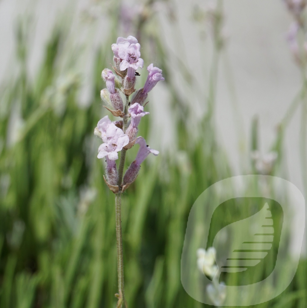 Lavandula ang. 'Rosea'