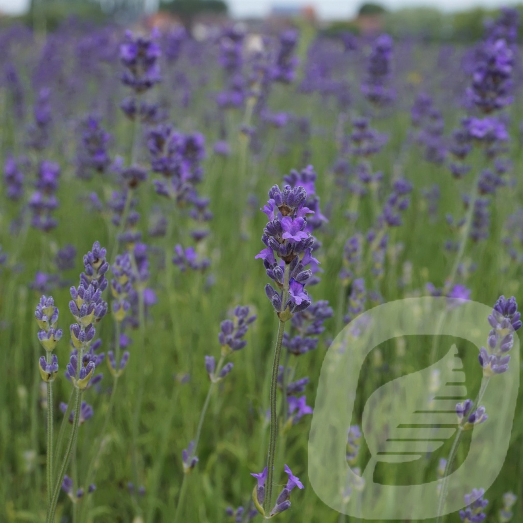 Lavandula ang. 'Munstead'