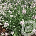 Lavandula ang. 'Lamorosia White'®