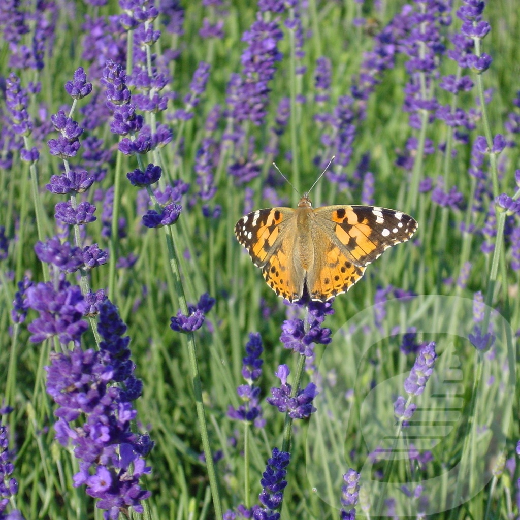 Lavandula ang. 'Hidcote'