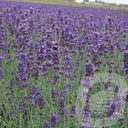 Lavandula ang. 'Hidcote'