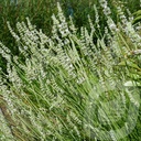 Lavandula ang. 'Edelweiss'