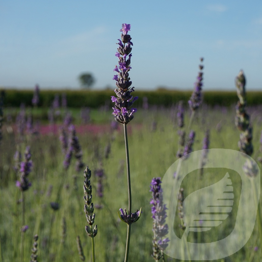 Lavandula int. 'Dutch'