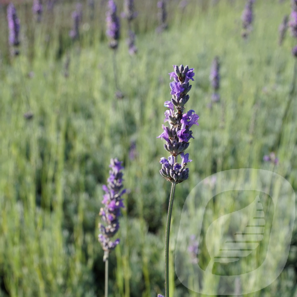 Lavandula int. 'Dutch'