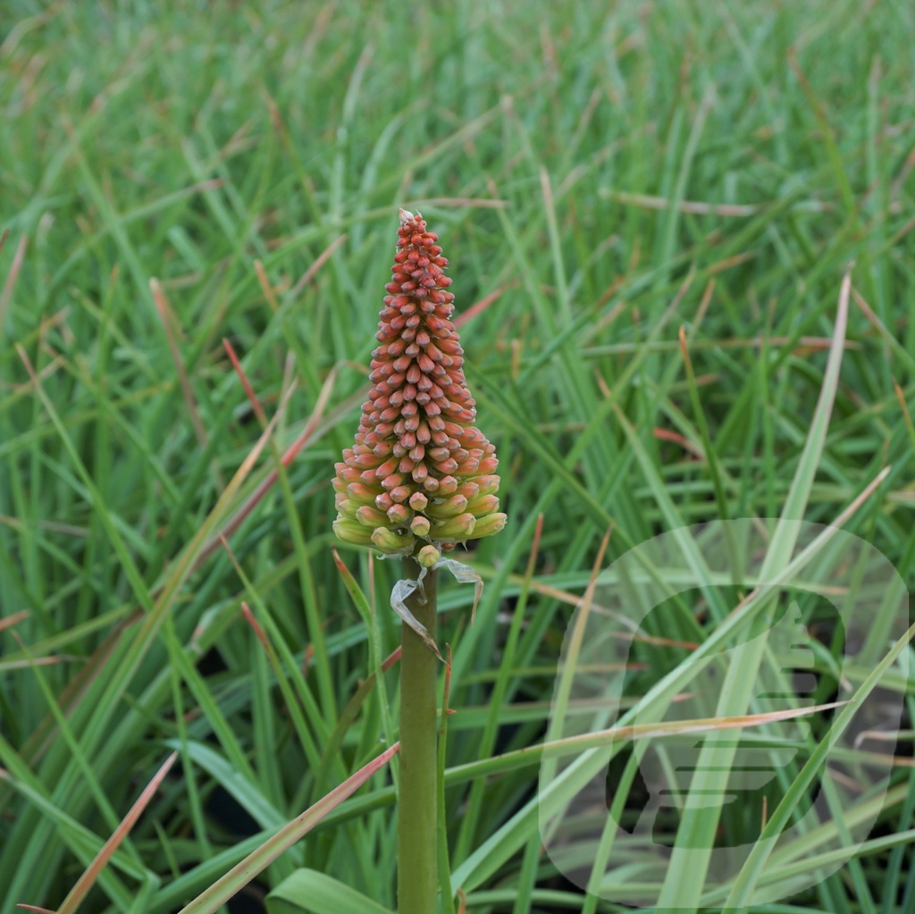 Kniphofia uvaria 'Royal Castle'